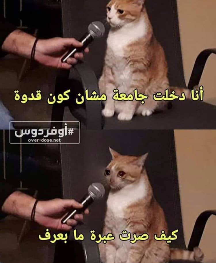 Crying Cat In Front Of Mic Arabic Meme